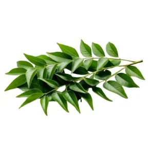 Curry Leaf 1 bundle